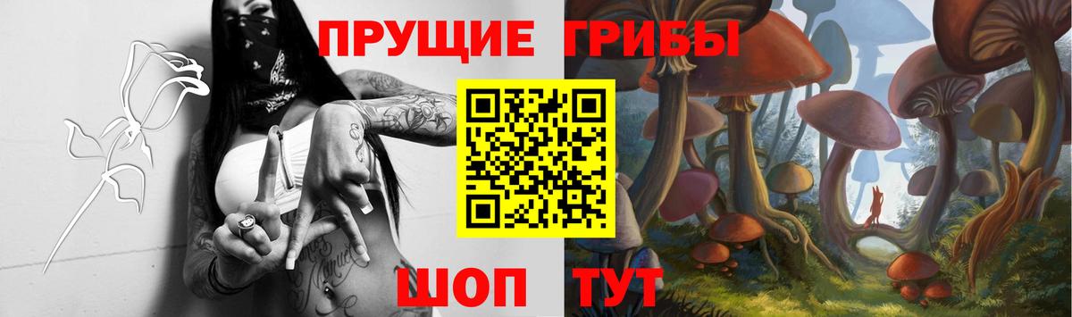 Галлюциногенные грибы Psilocybe Шахты